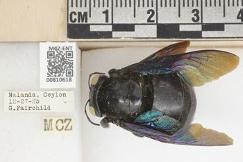 Media type: image;   Entomology 810618 Aspect: labels